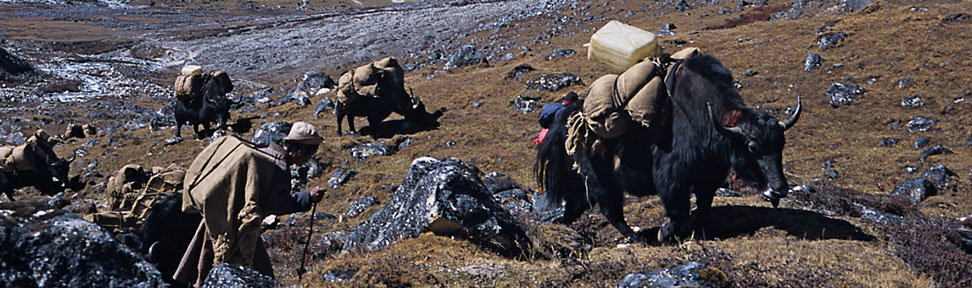 Yaks carring trekking supplies to camp